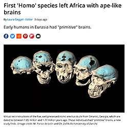 Ape to human brain evolution
